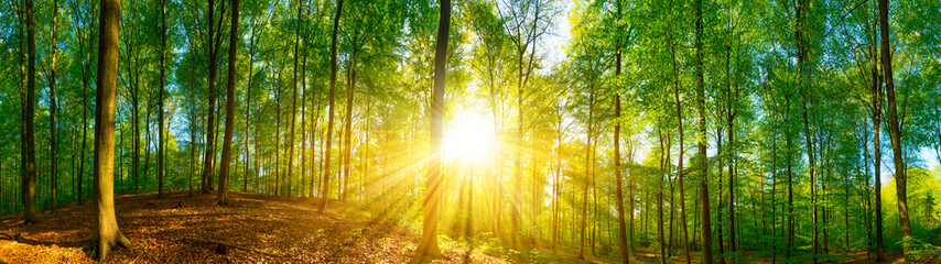 Fototapeta na wymiar Wald bei Sonnenschein