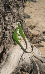 Obraz premium Green lizard in the wild.