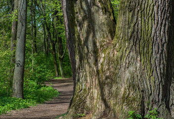 Huge tree trunk in the park