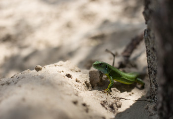  Green lizard in the wild.