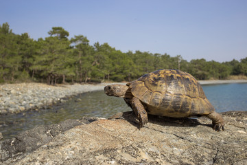 
    Turtle on a rock in the wild on a sunny day.