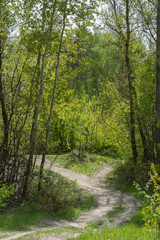 Forest fork, vertical
