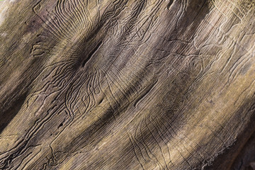 closeup wormhole in wooden