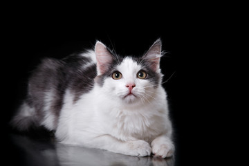 Fototapeta na wymiar Young three-colored cat