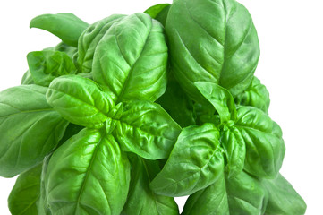 Mediterranean diet. Fresh basil on white background.