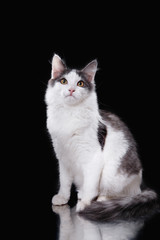 Fototapeta na wymiar Young three-colored cat