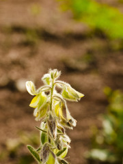 Flowers of Cerrado Brazil