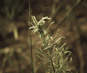 Leaves of Cerrado Brazil