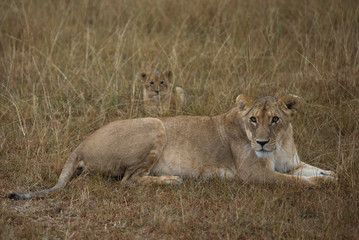 Naklejka premium Lions on african savannah