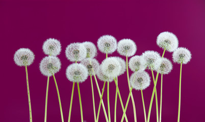 dandelion flower on purple color background, many closeup object