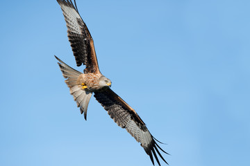 Red Kite (Milvus Milvus)/Red Kite flying through clear blue sky