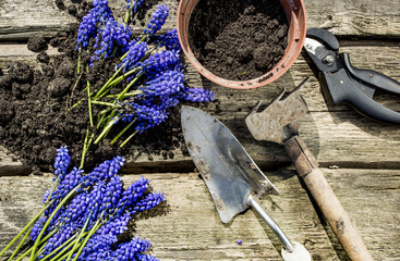 cultivation of spring hyacinths