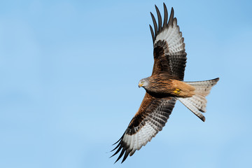 Red Kite (Milvus Milvus)/Red Kite flying through clear blue sky - Powered by Adobe