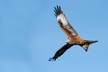 Red Kite (Milvus Milvus)/Red Kite flying through clear blue sky