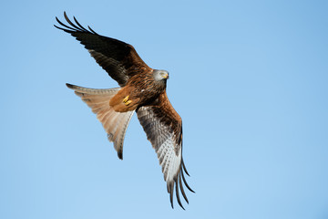 Red Kite (Milvus Milvus)/Red Kite flying through clear blue sky