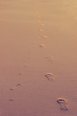 Dod and human steps are mixing at the beach