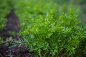 Organic parsley grow in home garden