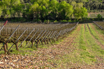 Fototapeta na wymiar Typical vineyard in Spain.