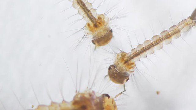 Aedes aegypti Mosquito Larvae Seen With 40x Magnification. Transmits Zika Virus, West Nile, Chikungunya virus and Malaria