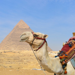 A camel in front of Giza Pyramids - Cairo, Egypt