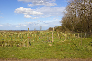 Fototapeta na wymiar young plantation in the yorkshire wolds