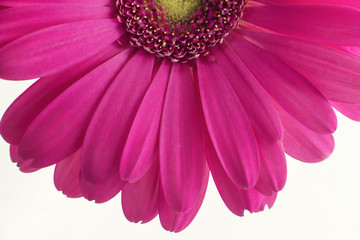 Bright pink gerber daisy