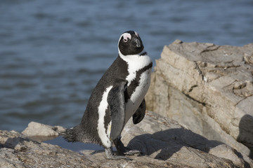 Obraz premium African penguins at Betty's Bay in the Western Cape South Africa