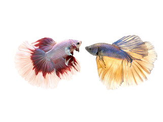 fighting fish
