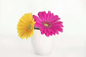 Daisies in a cup