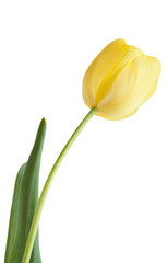 Yellow tulip isolated on white with clipping path