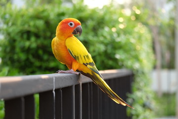 Lovely Sun Conure parrot on the branch - Soft focus