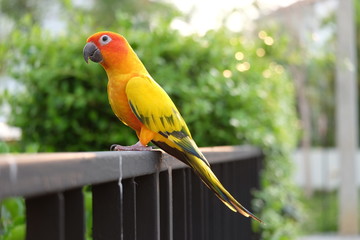Lovely Sun Conure parrot on the branch - Soft focus