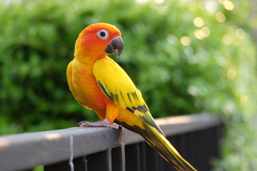 Lovely Sun Conure parrot on the branch - Soft focus