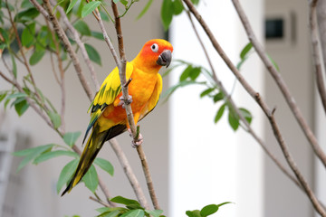 Lovely Sun Conure parrot on the branch - Soft focus