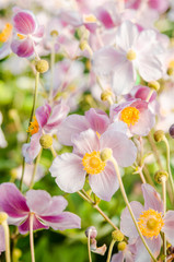 Fototapeta na wymiar Beautiful flowers anemones Japanese in a garden, a close up