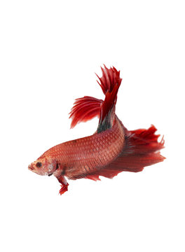 Red fighting fish