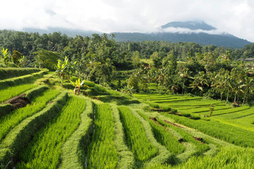 jatiluwih rice terraces