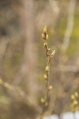 Bud of tree at early spring