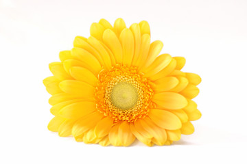 Yellow gerbera daisy