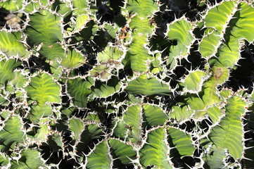 Closeup on the spurge species Euphorbia grandicornis