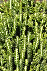 Closeup on the spurge species Euphorbia lactea