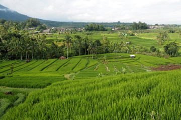 Fototapeta na wymiar jatiluwih rice terraces