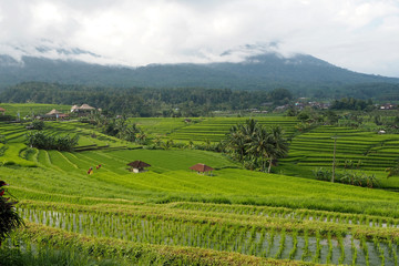 Fototapeta na wymiar jatiluwih rice terraces
