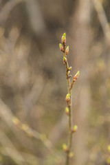 Bud of tree at early spring