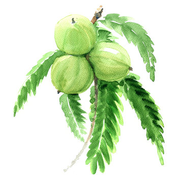 Indian gooseberry, Phyllanthus emblica or amla, green fruits isolated,  illustration