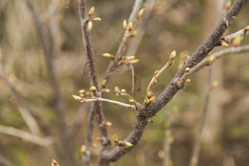 Bud of tree at early spring