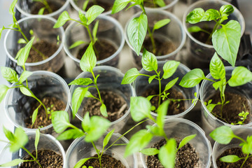 Pepper seedlings growing