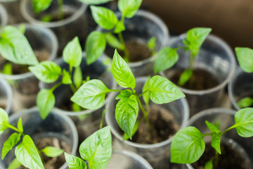 Pots of pepper seedling