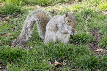 squirrel