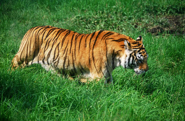 Fototapeta na wymiar Tigre en la hierba
